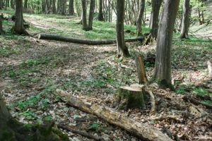 Prinşi în timp ce  tăiau arbori ilegal