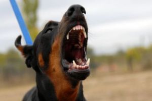 Descoperire MACABRĂ! Ce au făcut STĂPÂNII cu propriul CÂINE. RISCĂ ani grei de ÎNCHISOARE