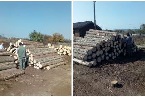 FOTO| Scutul Pădurii: 37 metri cubi de material lemnos fără documente de provenienţă confiscaţi de la o firmă din Sebeş