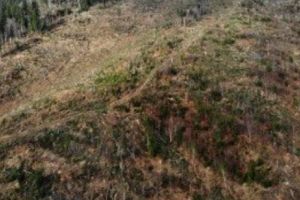 Dezastru în Parcul Naţional Călimani: 200 de hectare de pădure seculară au fost ”rase”