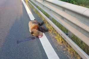 Statul sau administratorii drumurilor vor fi buni de plată dacă şoferii lovesc animalele sălbatice