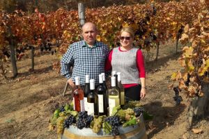 Producţie foarte bună în podgoriile ”Vie-Vin” Lechinţa