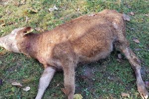 # pericolursi! Viţei ucişi şi răniţi, oi sfâşiate şi dispărute
