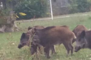 Porcii mistreti se plimba nestingheriti in statiunea Jupiter (video)   