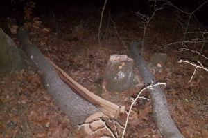 Furt de  cer la Samarineşti