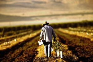APIA Gorj a demarat o serie de plăţi pentru agricultorii din judeţ