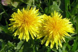 Păpădie (Taraxacum officinalis) – beneficii şi proprietăţi