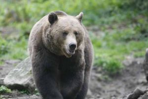 Un urs de 26 de ani, al 102-lea locatar al Rezervaţiei de la Zărneşti