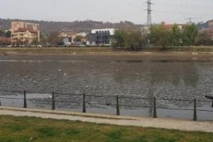 Gunoaie pe Someş: ”Nu sunt lebede sau pescarusi... ci gunoi” - FOTO