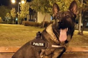 Urmarit pentru viol, depistat cu sprijinul lui VIS, cainele de interventie