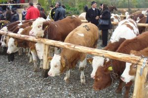 SÂMBĂTĂ: La Sălciua, cel mai mare târg din Munţii Apuseni. Expoziţii ale meşterilor populari locali şi muzică populară autentică, la târgul cu o tradiţie de peste 100 de ani