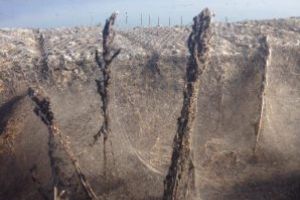 Grecia: Malurile lacului Vistonida sunt acoperite de o panza de paianjen gigantica