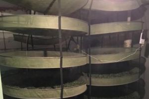 Poliţiştii au făcut CEA MAI MARE CAPTURĂ DE DROGURI la Arad. O adevărată fabrică de cannabis a fost închisă I FOTO - VIDEO