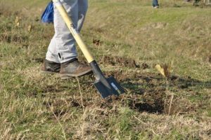 Plantare de copaci la Dobresti, localitatea din Timis unde s-a nascut Patriarhul Romaniei