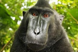 INCREDIBIL. Un bărbat a fost OMORÂT după ce a fost ATACAT de maimuţele UCIGAȘE
