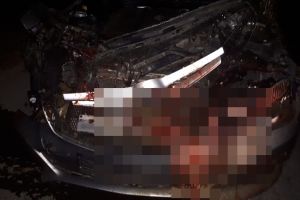 Turma de oi spulberata de un sofer care nu a vazut-o la timp, langa Timisoara