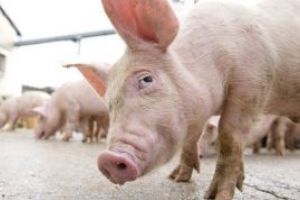 China a eutanasiat 200.000 de porci din cauza pestei porcine africane