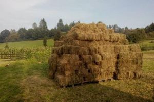 Topliţean bănuit de furtul a de 100 de baloţi de fân