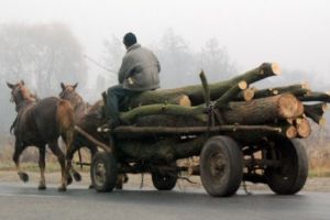 Căruţaşi din Gheorgheni amendaţi pentru lemne de foc transportate fără acte legale