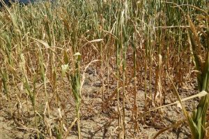 Agricultura din Harghita afectată de secetă: ”Nu au mai fost ploi de peste 80 zile”