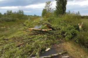 Barbat prins in timp ce taia ilegal copaci intr-o zona impadurita din Timis