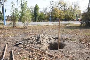 100 de plopi chinezesti, plantati de Primaria Municipiului Constanta (galerie foto)