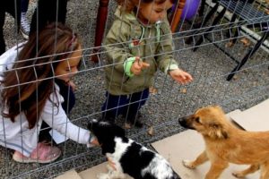 Câinii din adăposturi, mai aproape de un cămin prin campania „Adoptă un câine”