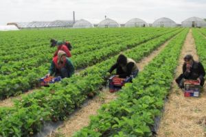 LOCURI DE MUNCĂ ÎN STRĂINĂTATE: Peste 2000 de locuri de muncă vacante prin intermediul reţelei Eures România. Se caută peste 900 de muncitori în agricultură, în Spania