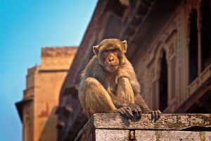Un barbat din India ucis cu pietre de un grup de maimute agresive