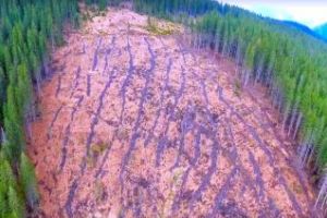 O pădure din Beliş a dispărut peste noapte! Hoţii se joacă cu pădurarii: Nu-i prind pentru că nu se vrea