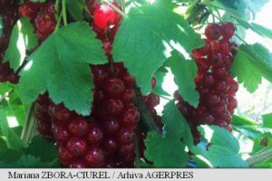 Fructele de cocaz rosu, un stimulent digestiv