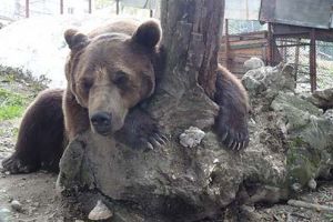 Mascota staţiunii Straja, în pericol de strămutare