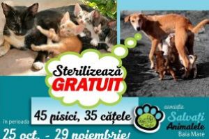 Asociatia Salvati Animalele Baia Mare: O noua campanie de sterilizare gratuita a cainilor si pisicilor