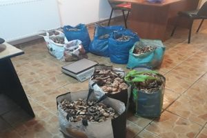 Poliţiştii locali au anihilat doi contrabandişti de ghebe