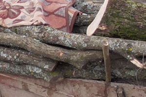 Un hoţ de lemne a încercat să îl lovească pe pădurarul care l-a prins în fapt. Ce s-a întâmplat apoi