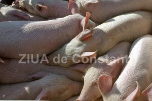 Pesta Porcina Africana confirmata la porcii dintr-o gospodarie din judetul Maramures