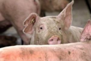Peste porcină s-a extins într-un judeţ vecin cu Clujul