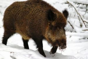 92 de mistreţi vor fi împuşcaţi în zona Șcheiului şi Noua pe motiv de pestă porcină africană