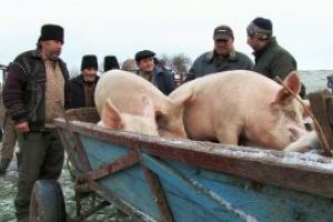 (ACTUALIZARE)Maramures: Exista pesta porcina africana la Ieud! ANSVSA a confirmat suspiciunea