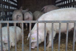 Pesta porcină, la graniţa cu Bistriţa-Năsăud! Măsuri imediate: filtre rutiere, închiderea târgurilor