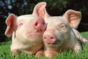 Carnea de porc e scumpa?Pesta porcina poate dubla pretul carnii de porc,pana la Craciun
