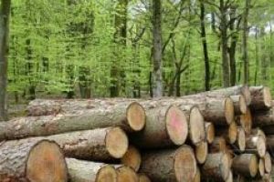 Lucrările de exploatare a unei păduri de lângă Sfântu Gheorghe, oprite la presiunea cetăţenilor