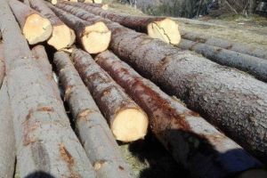 Lemn confiscat în valoare de aproape 200.000 de lei şi amendă de 16.000 de lei, în urma unui control efectuat de poliţişti la un depozit de material lemnos din Cugir