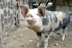 Fermierii bihoreni renunţă la porci şi vaci pentru a creşte oi şi capre
