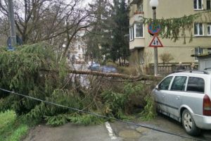 Copac prăbuşit peste o persoană în Tîrgu Mureş