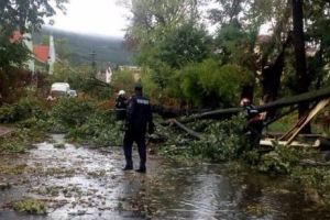 Un bărbat şi-a pierdut cunoştiinţa după ce a fost LOVIT în cap de un COPAC doborât de VÂNT