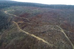 Scandal între un ONG şi Romsilva: ”CANCERUL” A CUPRINS ȘI PARCUL NAȚIONAL CĂLIMANI