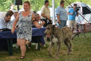 Câinii invadează Cetatea: Peste 1.500 de căţei vor fi prezenţi la Halloween Dog Show