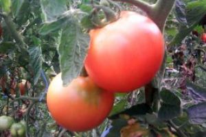 Petre Daea: 64% dintre fermierii care au accesat programul de tomate sunt tineri sub 40 de ani