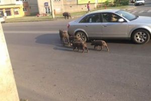 Sancţionarea cetăţenilor care cresc animale şi păsări pe raza municipiului, din nou pe ordinea de zi a şedinţei CL Alba Iulia